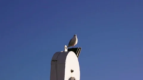 Seagulls on a blue sky Stock Footage 84745460
