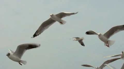 Seagulls in the blue sky Stock Footage 133424114