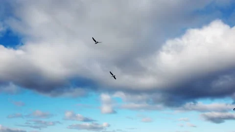 Seagulls in a blue sky Stock Footage 161920282