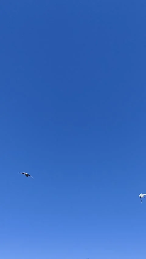Seagulls in the blue sky Stock Footage 201360264