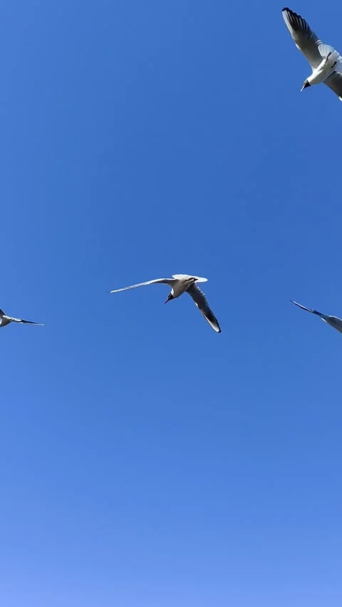 Seagulls in the blue sky Stock Footage 201360268