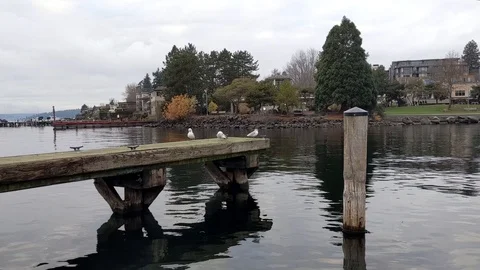 Seagulls on a boat dock enjoying an overcast day on Lake Washington Stock Footage