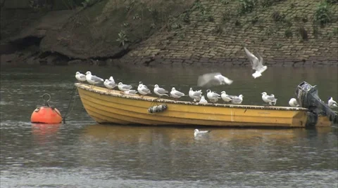 SEAGULLS ON BOAT Stock Footage 8548916