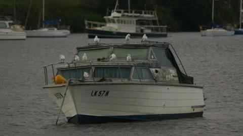Seagulls on boat Stock Footage 11260175