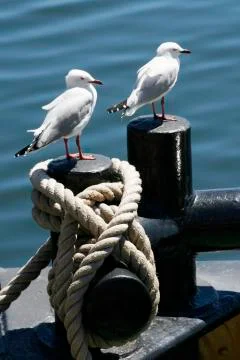 Seagulls on a bollard Stock Photos