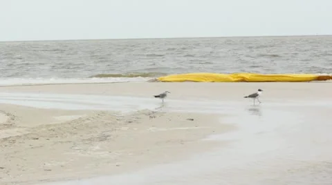 Seagulls by boom Stock Footage 22223086