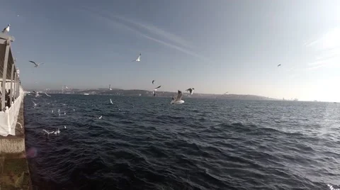 Seagulls at Bosphorus Stock Footage 54578405