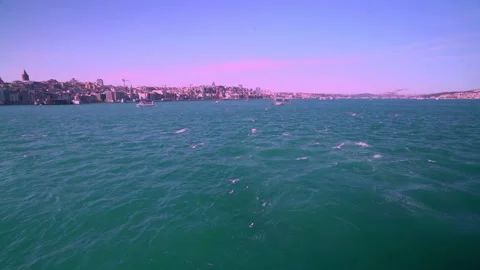 Seagulls in the Bosphorus Stock Footage 146740949