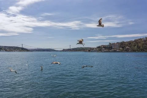 Seagulls in the Bosphorus Stock Photos