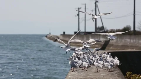 Seagulls on the breakwater Stock Footage 77462707