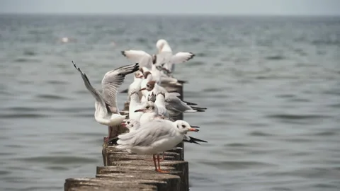 Seagulls on the breakwater Stock Footage 158325589
