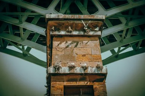 Seagulls on the Bridge Foto stock