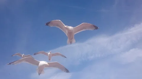 Seagulls in Brighton Stock Footage 65019908
