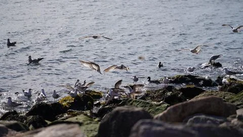 Seagulls in Brooklyn Stock Photos