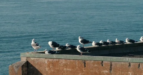 Seagulls on building by the sea Stock Footage 295897198