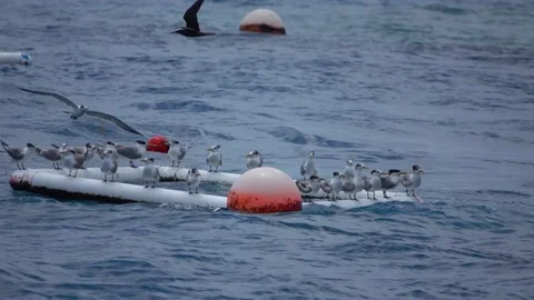 Seagulls on a Buoy Stock Footage 70499173