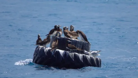 Seagulls on a Buoy in the Ocean Stock Footage 70498643