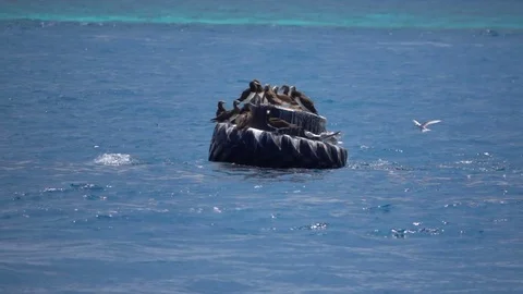 Seagulls on a Buoy, Slow Motion Stock Footage 70499427