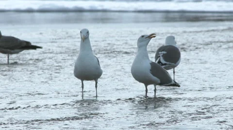 Seagulls Calling At Ocean Video stock 58613216