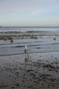 Seagulls can be found along the Ocean Shoreline, especially beautiful durin.. Stock Photos