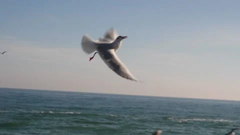 Seagulls catch bread on the fly against the background of the sea. slow motio Stock Footage 147546909
