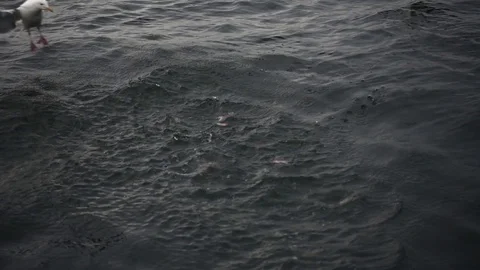 Seagulls catch the fish in the water Stock Footage 81945148