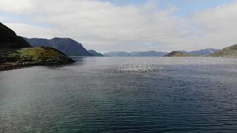 Seagulls catching fish in the ocean Stock Footage 129747174