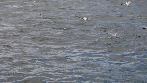 Seagulls Catching Fish in Slow Motion Ocean Waves. Video stock 338351564