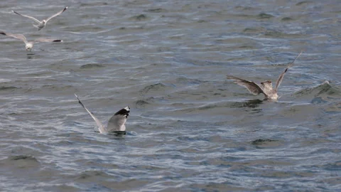 Seagulls Catching Fish in Slow Motion Over Water. Video stock 338351640