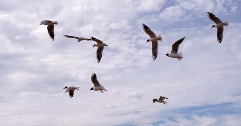 Seagulls Caught Headwind 4K Stock Footage 67470714