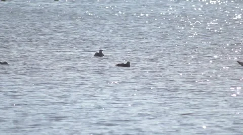 Seagulls in the Chesapeake in Washington D.C. Stock Footage 46845257