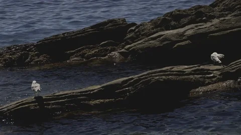 Seagulls Chilling by the Sea Video stock 78086540