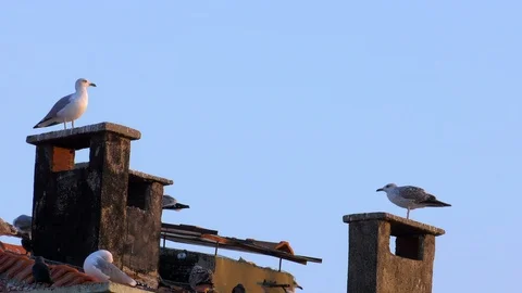 Seagulls on Chimney 1 Stock Footage 100195931
