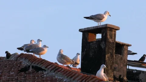 Seagulls on Chimney 2 Stock Footage 100196256