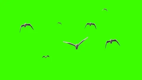 Seagulls on chroma key 스톡 동영상 81809241