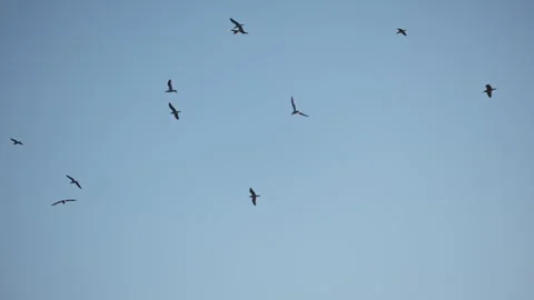Seagulls circle and drift over the Adriatic coast of Montenegro Stock Footage 329412248