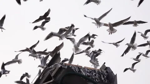 Seagulls circle over the fish loading elevator Port Hel Poland 库存影片 243757953