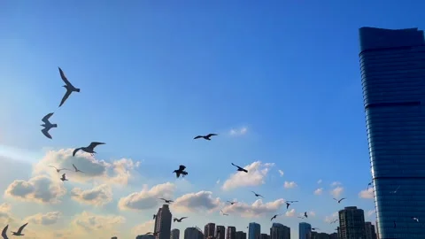 Seagulls circle over skyline of modern city on clear sunny day. High rise Stock Footage 301525729