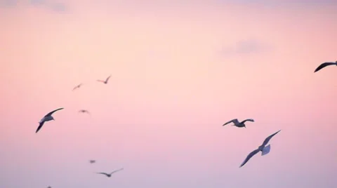 Seagulls circle in the sky. Slow motion. 스톡 동영상 64995419