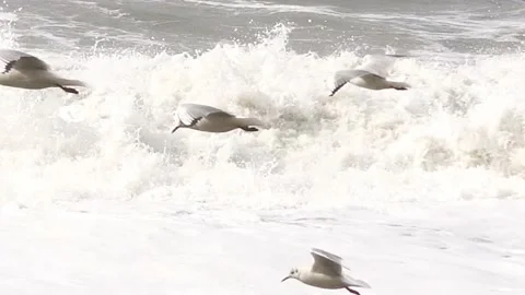 Seagulls circling over the sea during a storm Stock Footage 150240153