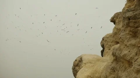Seagulls Circling in the Sky Stock-Footage 72506571