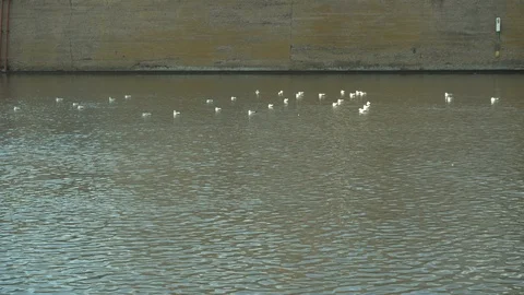 Seagulls in the city Stock Footage 100329852