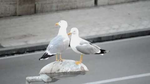 Seagulls in the city Stock Footage 130336397