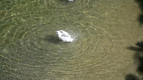 Seagulls cleaning themselves Stock Footage 128350086