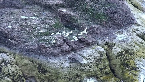 Seagulls on a cliff Stock Footage 82274105