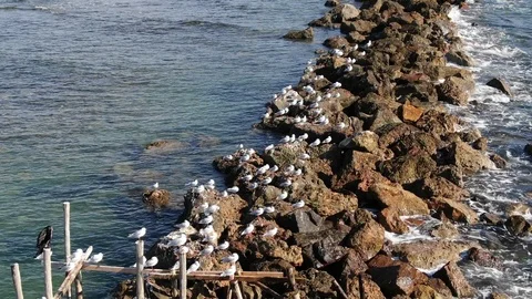 Seagulls on the cliff Stock Footage 98370218