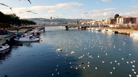 Seagulls Close-up Against a Blue Sky Stock Footage 169035083