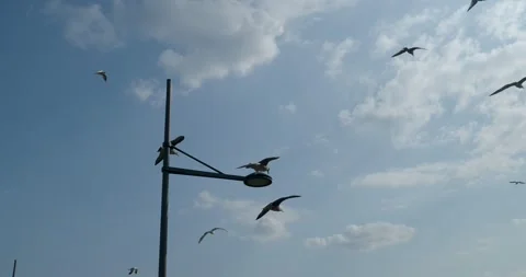 Seagulls close up flying and floating in the wind above a street lantern Stock Footage 282705335