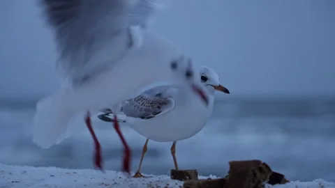 Seagulls Close Up On Winter Seaside Baltic Sea Cold Weather Stock Footage 327457495