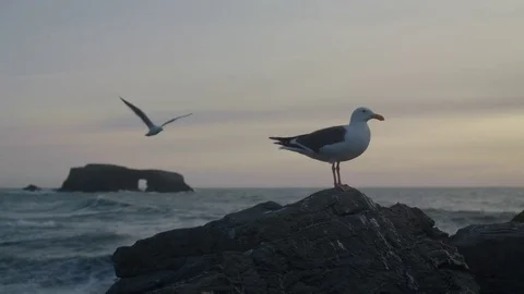 Seagulls at the Coast Stockbeeldmateriaal 85452752
